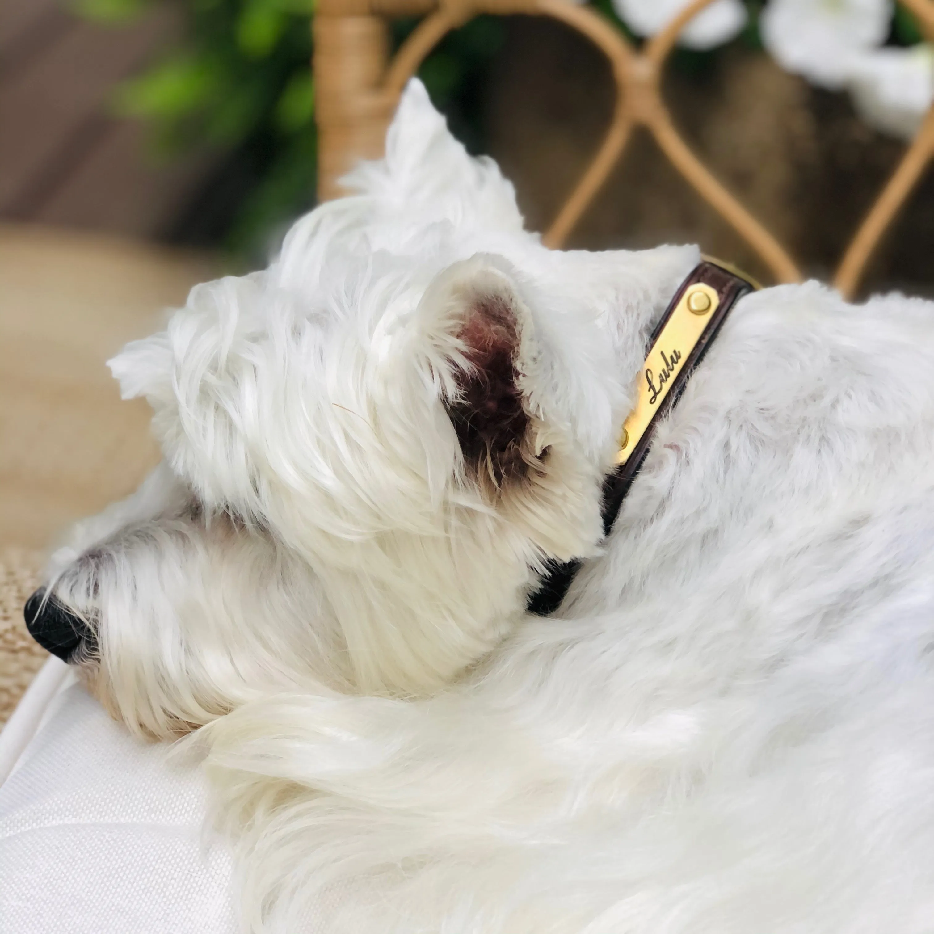 Premium Dog Collar for Small Dogs